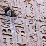 De retour aux temples, les oiseaux retrouvent leurs maisons d’origine ! 6 - Le Progrès Egyptien De retour aux temples, les oiseaux retrouvent leurs maisons d’origine ! 5 - Le Progrès Egyptien