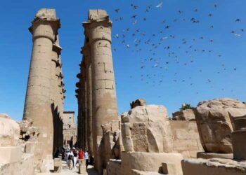 De retour aux temples, les oiseaux retrouvent leurs maisons d’origine !