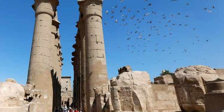 De retour aux temples, les oiseaux retrouvent leurs maisons d’origine ! 2 - Le Progrès Egyptien De retour aux temples, les oiseaux retrouvent leurs maisons d’origine ! 1 - Le Progrès Egyptien