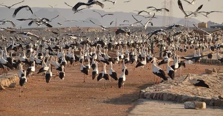 Oiseaux migrateurs : La détection commence 1 - Le Progrès Egyptien