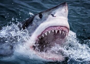 Littoral nord : Aucune attaque de requin