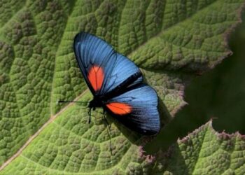 Colombie : Recenser  les papillons