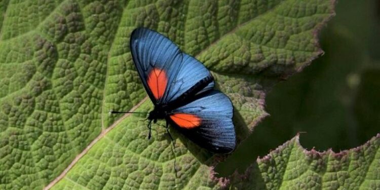 Colombie : Recenser les papillons 1 - Le Progrès Egyptien