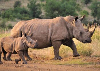 C’est la journée mondiale du rhinocéros