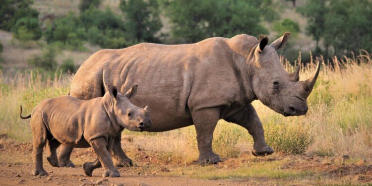 C’est la journée mondiale du rhinocéros 2 - Le Progrès Egyptien C’est la journée mondiale du rhinocéros 1 - Le Progrès Egyptien