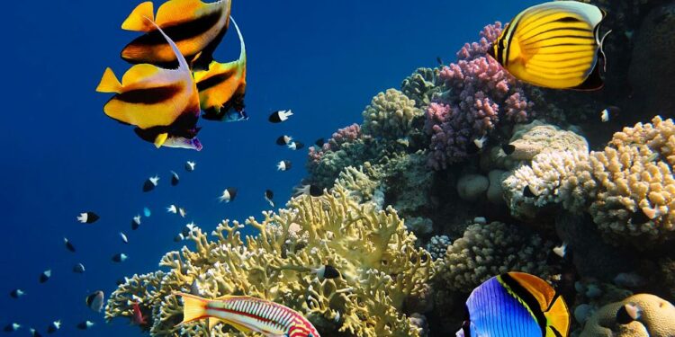 Paysage magnifique 1 - Le Progrès Egyptien