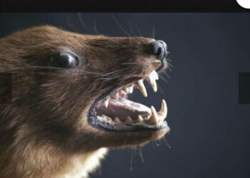 Les animaux carnivores, une bombe à retardement pour les épidémies