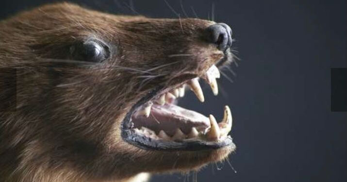 Les animaux carnivores, une bombe à retardement pour les épidémies 2 - Le Progrès Egyptien Les animaux carnivores, une bombe à retardement pour les épidémies 1 - Le Progrès Egyptien