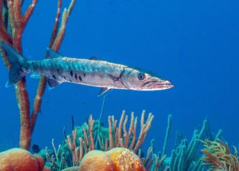 Des espèces tropicales ravagent la Mer Méditerranée