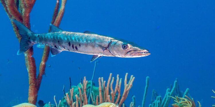 Des espèces tropicales ravagent la Mer Méditerranée 1 - Le Progrès Egyptien