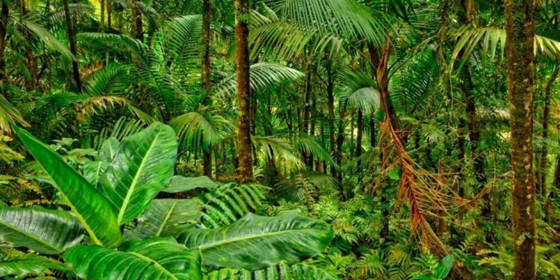 Sauver les forêts tropicales 2 - Le Progrès Egyptien Sauver les forêts tropicales 1 - Le Progrès Egyptien