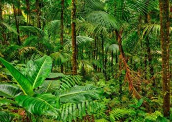 Sauver les forêts tropicales