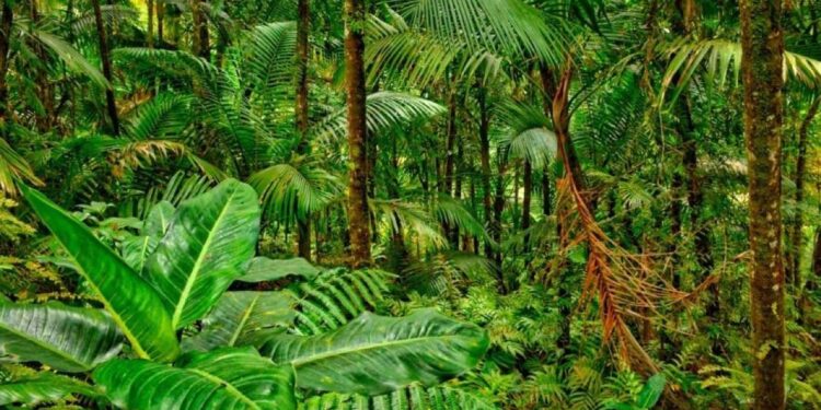 Sauver les forêts tropicales 1 - Le Progrès Egyptien