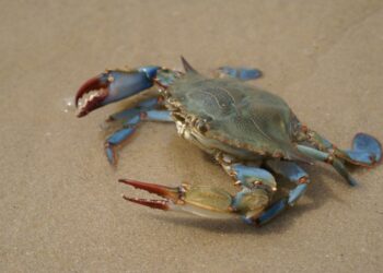 Prolifération du crabe aux pinces bleues