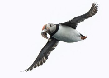 Tempêtes : Les oiseaux marins crient famine