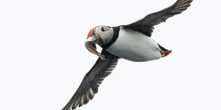 Tempêtes : Les oiseaux marins crient famine 2 - Le Progrès Egyptien Tempêtes : Les oiseaux marins crient famine 1 - Le Progrès Egyptien