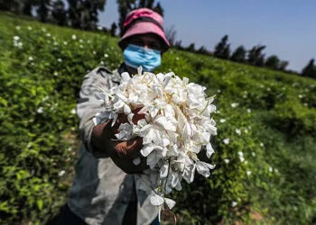 L’Égypte, pays du jasmin