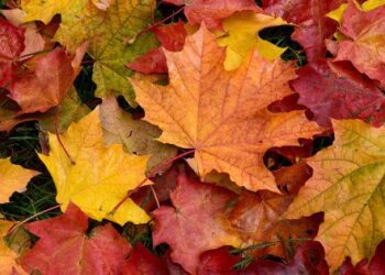 Automne : Pourquoi les feuilles jaunissent-elles ?
