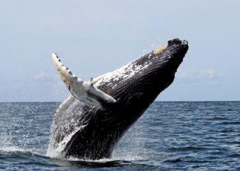 Que rapporte une baleine à la planète ?