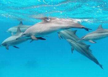 Comment les dauphins communiquent-ils ?