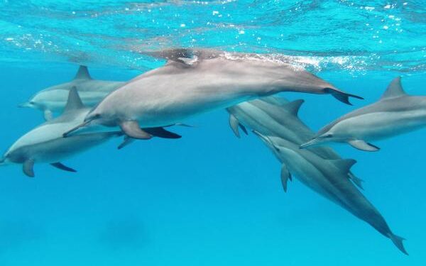 Comment les dauphins communiquent-ils ? 2 - Le Progrès Egyptien Comment les dauphins communiquent-ils ? 1 - Le Progrès Egyptien