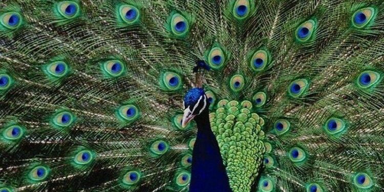 D’où vient la couleur des plumes de paon ? 2 - Le Progrès Egyptien D’où vient la couleur des plumes de paon ? 1 - Le Progrès Egyptien