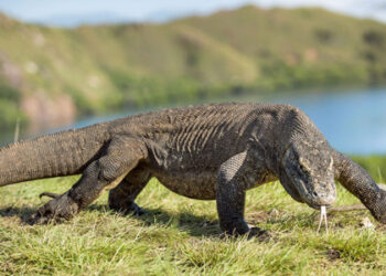 «Liste rouge»: Le dragon de Komodo et des requins menacés