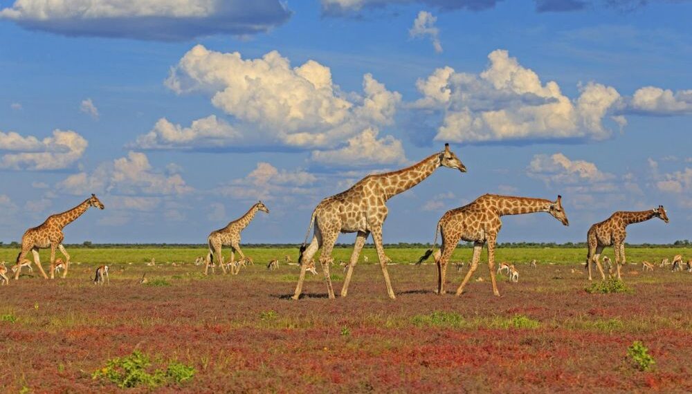 Les girafes, des sociétés complexes 2 - Le Progrès Egyptien Les girafes, des sociétés complexes 1 - Le Progrès Egyptien