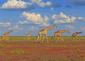 Les girafes, des sociétés complexes