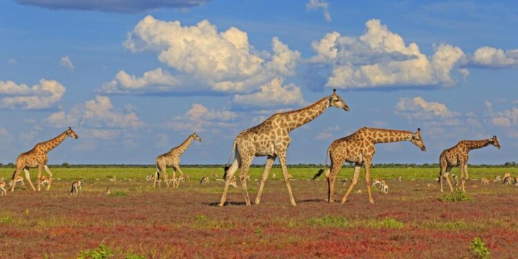 Les girafes, des sociétés complexes 2 - Le Progrès Egyptien Les girafes, des sociétés complexes 1 - Le Progrès Egyptien