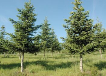 Les arbres ont un langage