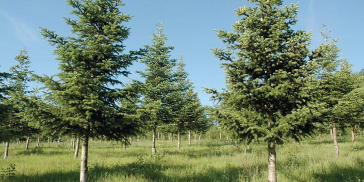 Les arbres ont un langage 2 - Le Progrès Egyptien Les arbres ont un langage 1 - Le Progrès Egyptien