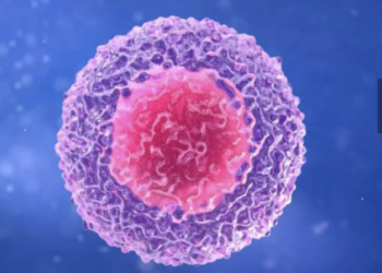 Des lymphocytes  T  ont un rôle pour soigner les cancers