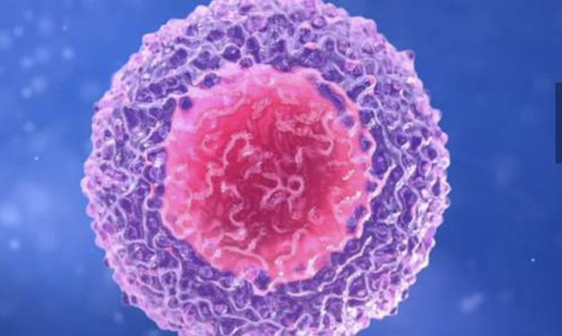 Des lymphocytes T ont un rôle pour soigner les cancers 2 - Le Progrès Egyptien Des lymphocytes T ont un rôle pour soigner les cancers 1 - Le Progrès Egyptien