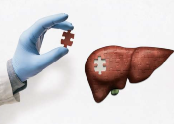 Alzheimer : Et si la maladie commençait… dans le foie ?