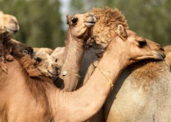 A Dubaï, des chameaux clonés pour gagner courses et concours de beauté