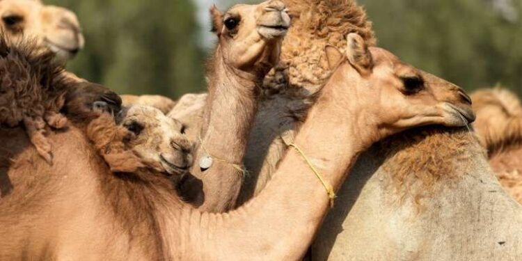 A Dubaï, des chameaux clonés pour gagner courses et concours de beauté 2 - Le Progrès Egyptien A Dubaï, des chameaux clonés pour gagner courses et concours de beauté 1 - Le Progrès Egyptien