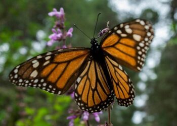 A la recherche du Papillon monarque