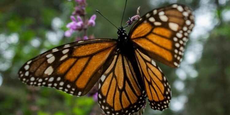 A la recherche du Papillon monarque 2 - Le Progrès Egyptien A la recherche du Papillon monarque 1 - Le Progrès Egyptien