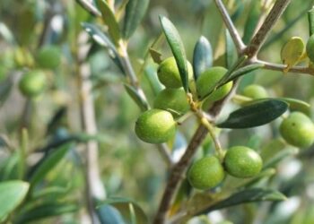 1500 oliviers plantés à Hurghada