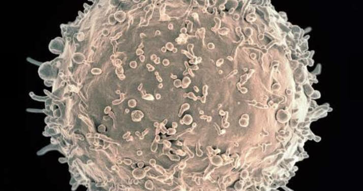 La mémoire immunitaire reconnaitelle les variants du SARS-CoV-2 ? 1 - Le Progrès Egyptien