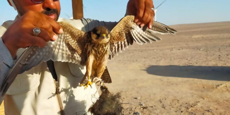 Lutte contre la chasse aux oiseaux migrateurs 1 - Le Progrès Egyptien