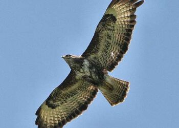 C’est parti pour la détection des oiseaux planeurs