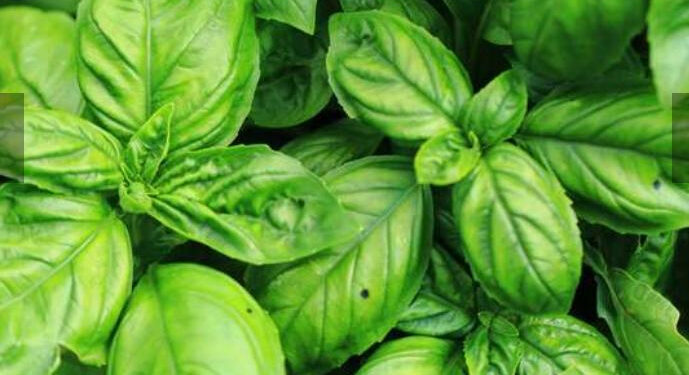 Un composé du basilic est efficace contre la maladie d’Alzheimer 2 - Le Progrès Egyptien Un composé du basilic est efficace contre la maladie d’Alzheimer 1 - Le Progrès Egyptien