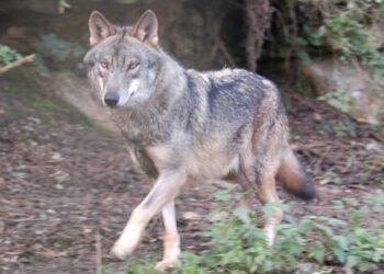 La chasse au loup interdite en Espagne