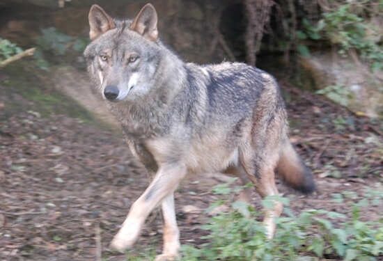 La chasse au loup interdite en Espagne 2 - Le Progrès Egyptien La chasse au loup interdite en Espagne 1 - Le Progrès Egyptien