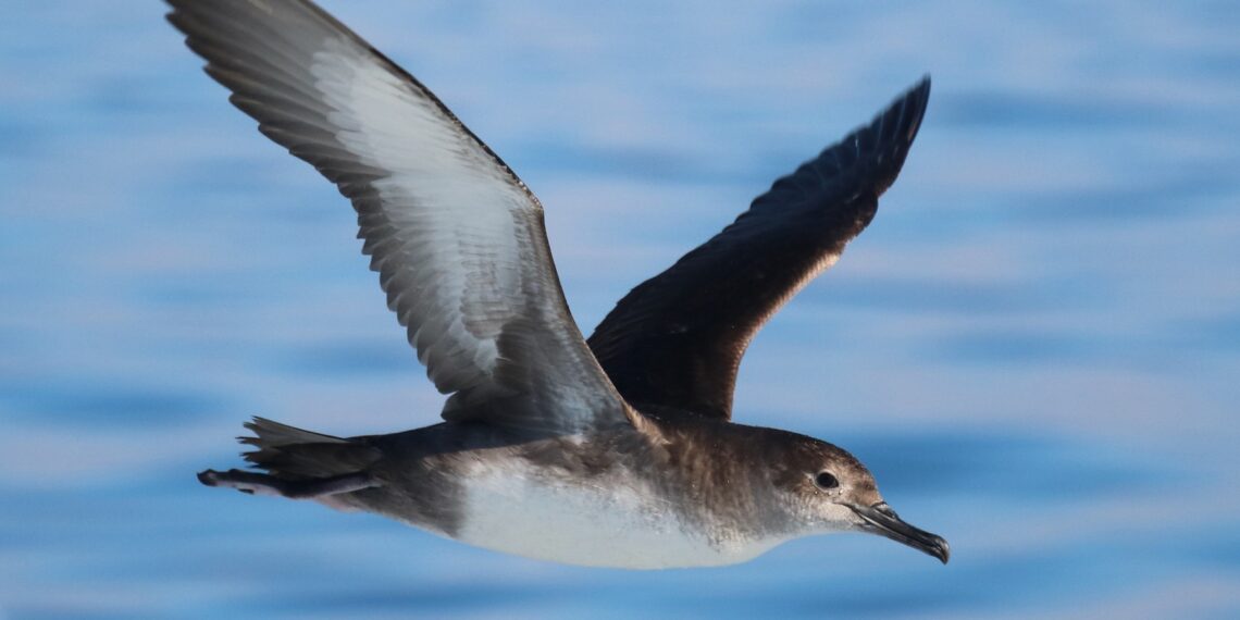 Secourir des puffins de Méditerranée 1 - Le Progrès Egyptien