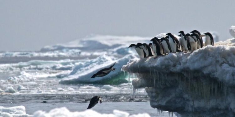 Appel à renforcer la protection de l’Antarctique 2 - Le Progrès Egyptien Appel à renforcer la protection de l’Antarctique 1 - Le Progrès Egyptien