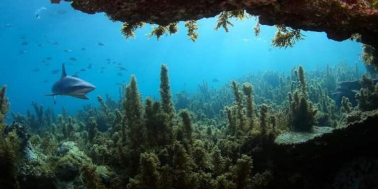 75% des fonds marins encore inexplorés 1 - Le Progrès Egyptien