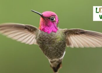 Les colibris peuvent voler à reculons